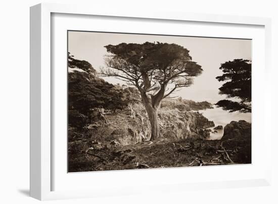 Cypress Point, Monterey, California, about 1880s-Carleton Watkins-Framed Art Print