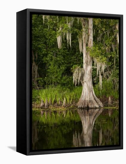 Cypress Reflected in Bayou Along Highway 61 on Stormy Summer Afternoon, New Orleans, Louisiana, Usa-Paul Souders-Framed Premier Image Canvas