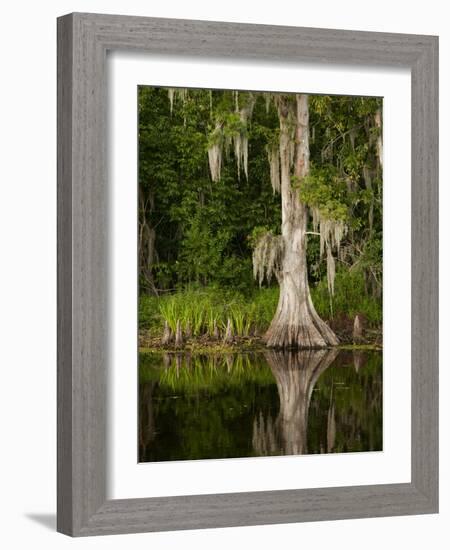 Cypress Reflected in Bayou Along Highway 61 on Stormy Summer Afternoon, New Orleans, Louisiana, Usa-Paul Souders-Framed Photographic Print