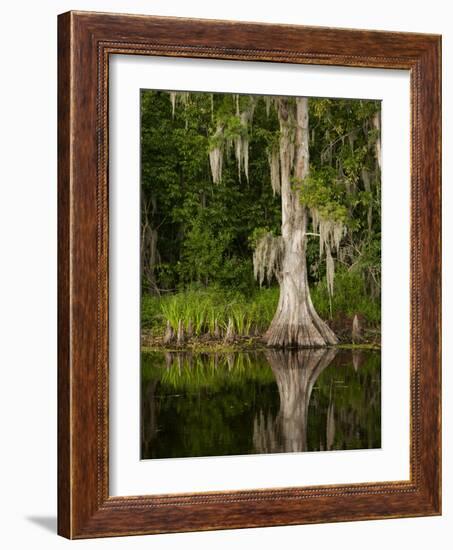 Cypress Reflected in Bayou Along Highway 61 on Stormy Summer Afternoon, New Orleans, Louisiana, Usa-Paul Souders-Framed Photographic Print