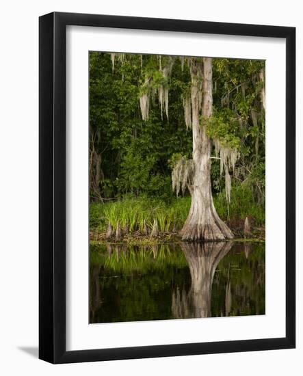 Cypress Reflected in Bayou Along Highway 61 on Stormy Summer Afternoon, New Orleans, Louisiana, Usa-Paul Souders-Framed Photographic Print