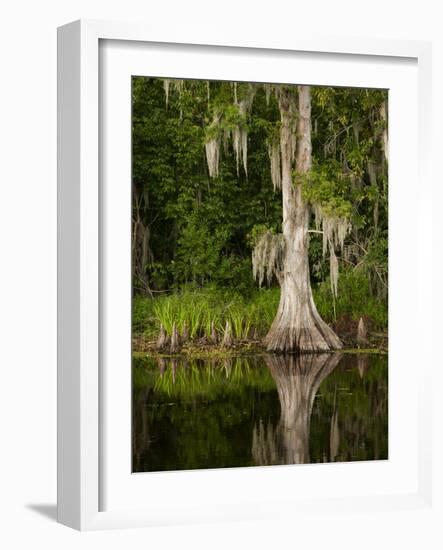 Cypress Reflected in Bayou Along Highway 61 on Stormy Summer Afternoon, New Orleans, Louisiana, Usa-Paul Souders-Framed Photographic Print