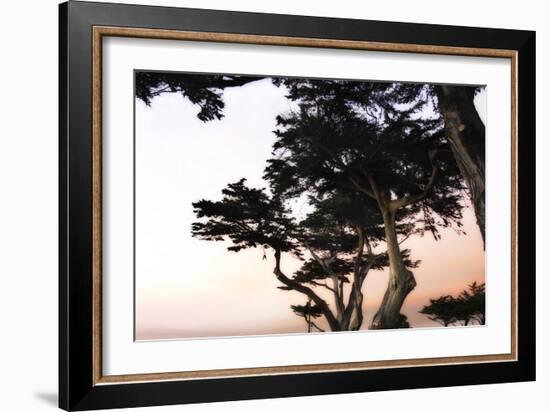 Cypress Silhouette 3-Alan Hausenflock-Framed Photographic Print