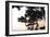 Cypress Silhouette 3-Alan Hausenflock-Framed Photographic Print