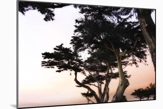 Cypress Silhouette 3-Alan Hausenflock-Mounted Photographic Print