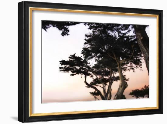 Cypress Silhouette 3-Alan Hausenflock-Framed Photographic Print