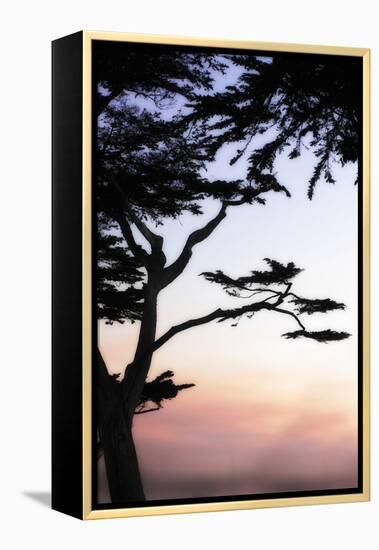 Cypress Silhouette 4-Alan Hausenflock-Framed Premier Image Canvas