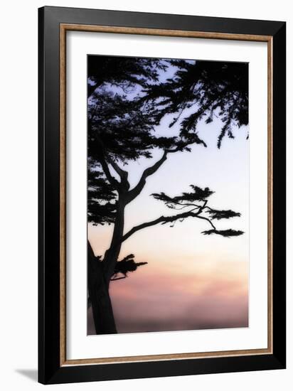 Cypress Silhouette 4-Alan Hausenflock-Framed Photographic Print