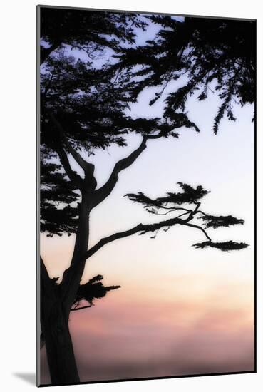 Cypress Silhouette 4-Alan Hausenflock-Mounted Photographic Print