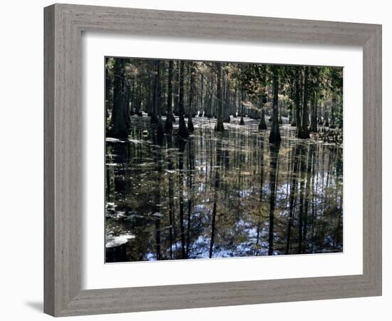 Cypress Swamp, Cypress Gardens, Near Charleston, South Carolina, USA-James Green-Framed Photographic Print