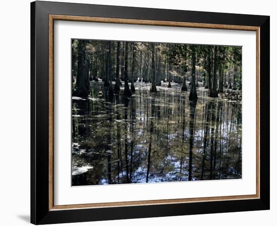 Cypress Swamp, Cypress Gardens, Near Charleston, South Carolina, USA-James Green-Framed Photographic Print