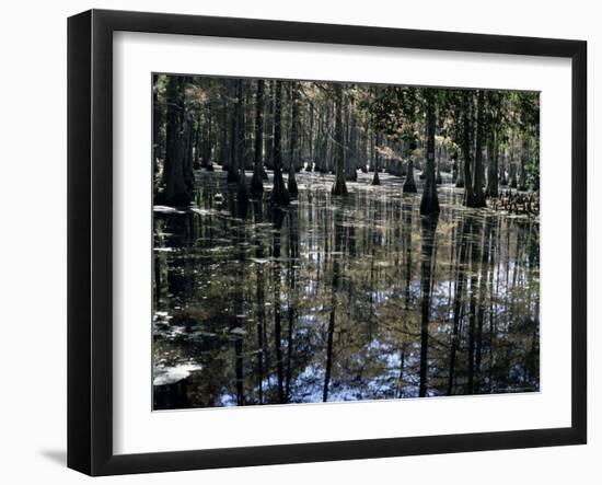 Cypress Swamp, Cypress Gardens, Near Charleston, South Carolina, USA-James Green-Framed Photographic Print