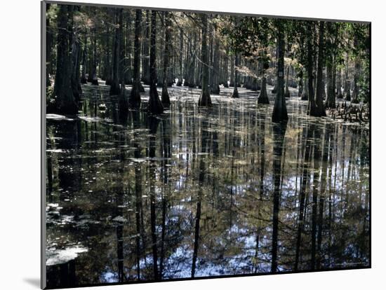 Cypress Swamp, Cypress Gardens, Near Charleston, South Carolina, USA-James Green-Mounted Photographic Print