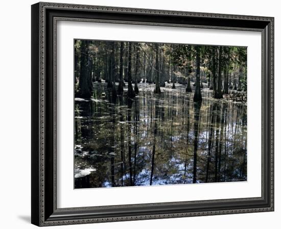 Cypress Swamp, Cypress Gardens, Near Charleston, South Carolina, USA-James Green-Framed Photographic Print