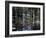 Cypress Swamp, Cypress Gardens, Near Charleston, South Carolina, USA-James Green-Framed Photographic Print