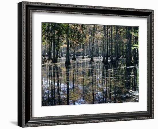 Cypress Swamp, Cypress Gardens, North Charleston, South Carolina, USA-James Green-Framed Photographic Print