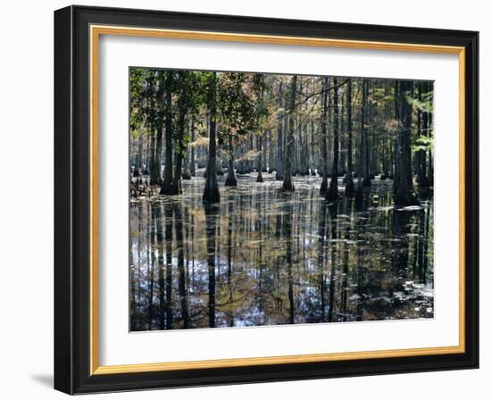 Cypress Swamp, Cypress Gardens, North Charleston, South Carolina, USA-James Green-Framed Photographic Print