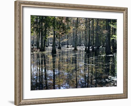 Cypress Swamp, Cypress Gardens, North Charleston, South Carolina, USA-James Green-Framed Photographic Print