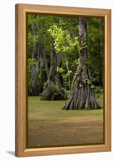 Cypress Swamp, Merchants Millpond State Park, North Carolina-Paul Souders-Framed Premier Image Canvas