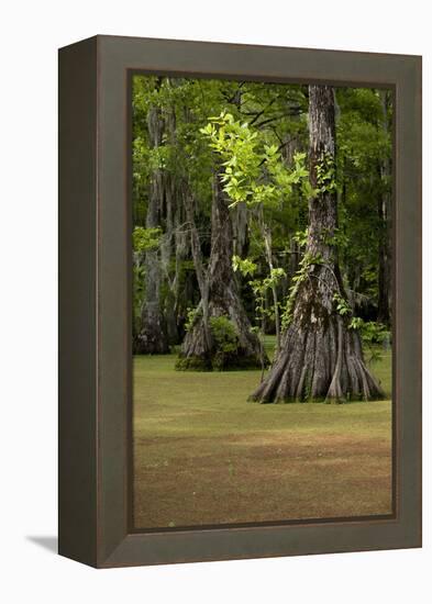 Cypress Swamp, Merchants Millpond State Park, North Carolina-Paul Souders-Framed Premier Image Canvas