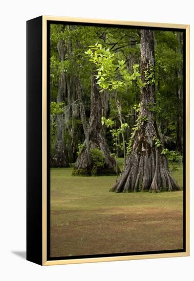 Cypress Swamp, Merchants Millpond State Park, North Carolina-Paul Souders-Framed Premier Image Canvas