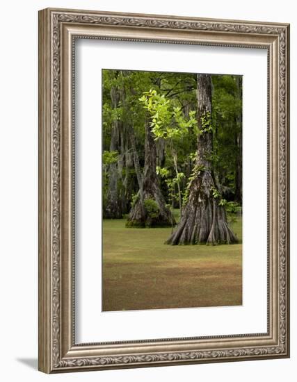 Cypress Swamp, Merchants Millpond State Park, North Carolina-Paul Souders-Framed Photographic Print