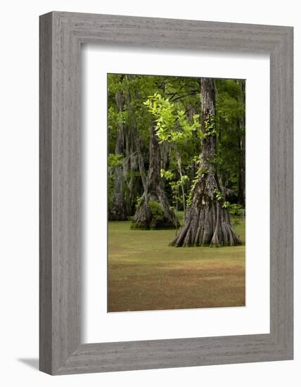 Cypress Swamp, Merchants Millpond State Park, North Carolina-Paul Souders-Framed Photographic Print