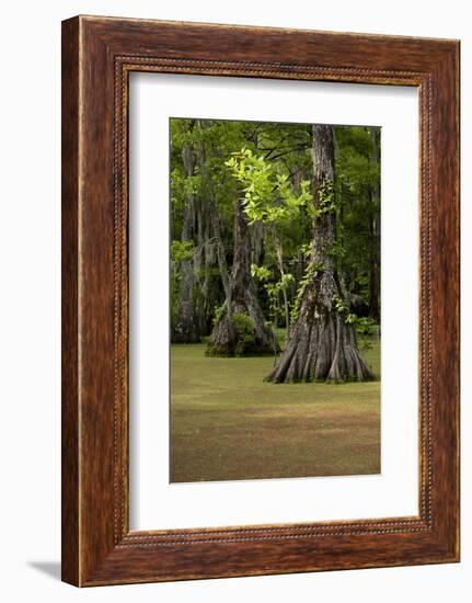 Cypress Swamp, Merchants Millpond State Park, North Carolina-Paul Souders-Framed Photographic Print