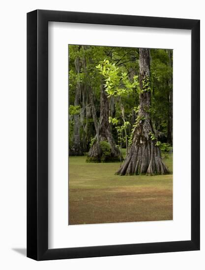 Cypress Swamp, Merchants Millpond State Park, North Carolina-Paul Souders-Framed Photographic Print