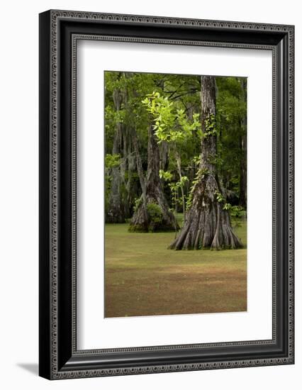 Cypress Swamp, Merchants Millpond State Park, North Carolina-Paul Souders-Framed Photographic Print