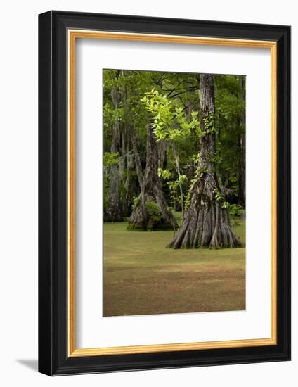 Cypress Swamp, Merchants Millpond State Park, North Carolina-Paul Souders-Framed Photographic Print