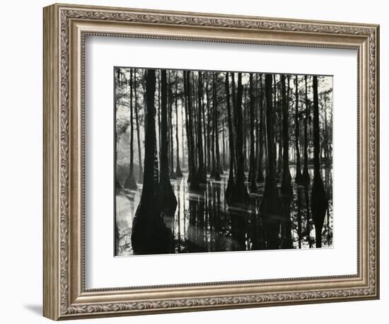 Cypress Swamp, North Carolina, c. 1947-Brett Weston-Framed Photographic Print