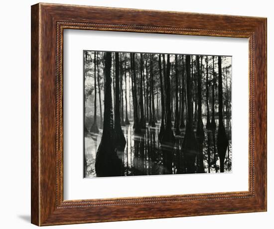 Cypress Swamp, North Carolina, c. 1947-Brett Weston-Framed Photographic Print