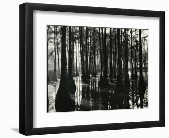Cypress Swamp, North Carolina, c. 1947-Brett Weston-Framed Photographic Print