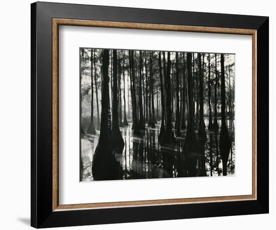 Cypress Swamp, North Carolina, c. 1947-Brett Weston-Framed Photographic Print