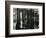 Cypress Swamp, North Carolina, c. 1947-Brett Weston-Framed Photographic Print