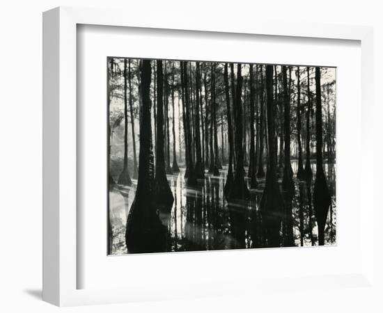 Cypress Swamp, North Carolina, c. 1947-Brett Weston-Framed Photographic Print