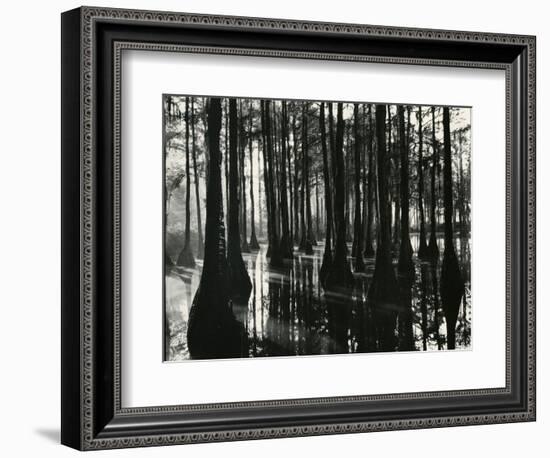 Cypress Swamp, North Carolina, c. 1947-Brett Weston-Framed Photographic Print