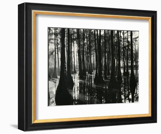 Cypress Swamp, North Carolina, c. 1947-Brett Weston-Framed Photographic Print