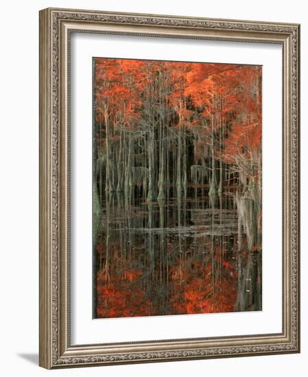 Cypress Swamp with Reflections, George Smith State Park, Georgia, USA-Joanne Wells-Framed Photographic Print