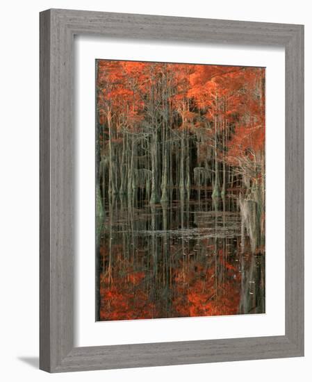 Cypress Swamp with Reflections, George Smith State Park, Georgia, USA-Joanne Wells-Framed Photographic Print