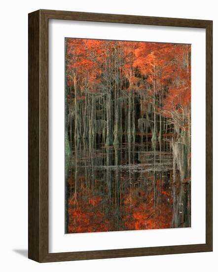 Cypress Swamp with Reflections, George Smith State Park, Georgia, USA-Joanne Wells-Framed Photographic Print