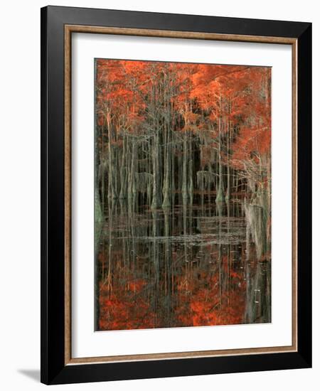 Cypress Swamp with Reflections, George Smith State Park, Georgia, USA-Joanne Wells-Framed Photographic Print