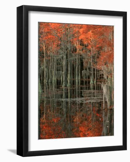 Cypress Swamp with Reflections, George Smith State Park, Georgia, USA-Joanne Wells-Framed Photographic Print