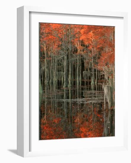 Cypress Swamp with Reflections, George Smith State Park, Georgia, USA-Joanne Wells-Framed Photographic Print