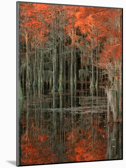 Cypress Swamp with Reflections, George Smith State Park, Georgia, USA-Joanne Wells-Mounted Photographic Print