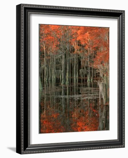 Cypress Swamp with Reflections, George Smith State Park, Georgia, USA-Joanne Wells-Framed Photographic Print