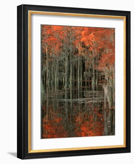 Cypress Swamp with Reflections, George Smith State Park, Georgia, USA-Joanne Wells-Framed Photographic Print