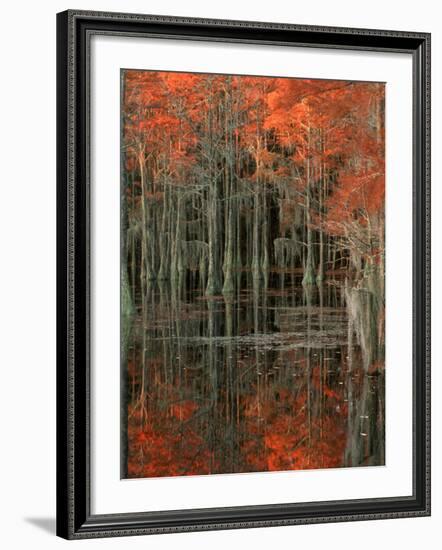 Cypress Swamp with Reflections, George Smith State Park, Georgia, USA-Joanne Wells-Framed Photographic Print