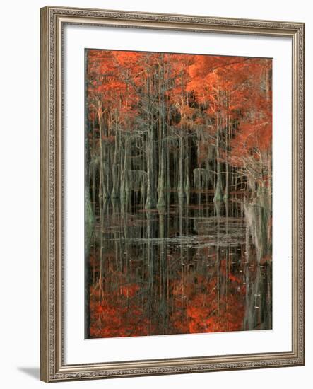 Cypress Swamp with Reflections, George Smith State Park, Georgia, USA-Joanne Wells-Framed Photographic Print